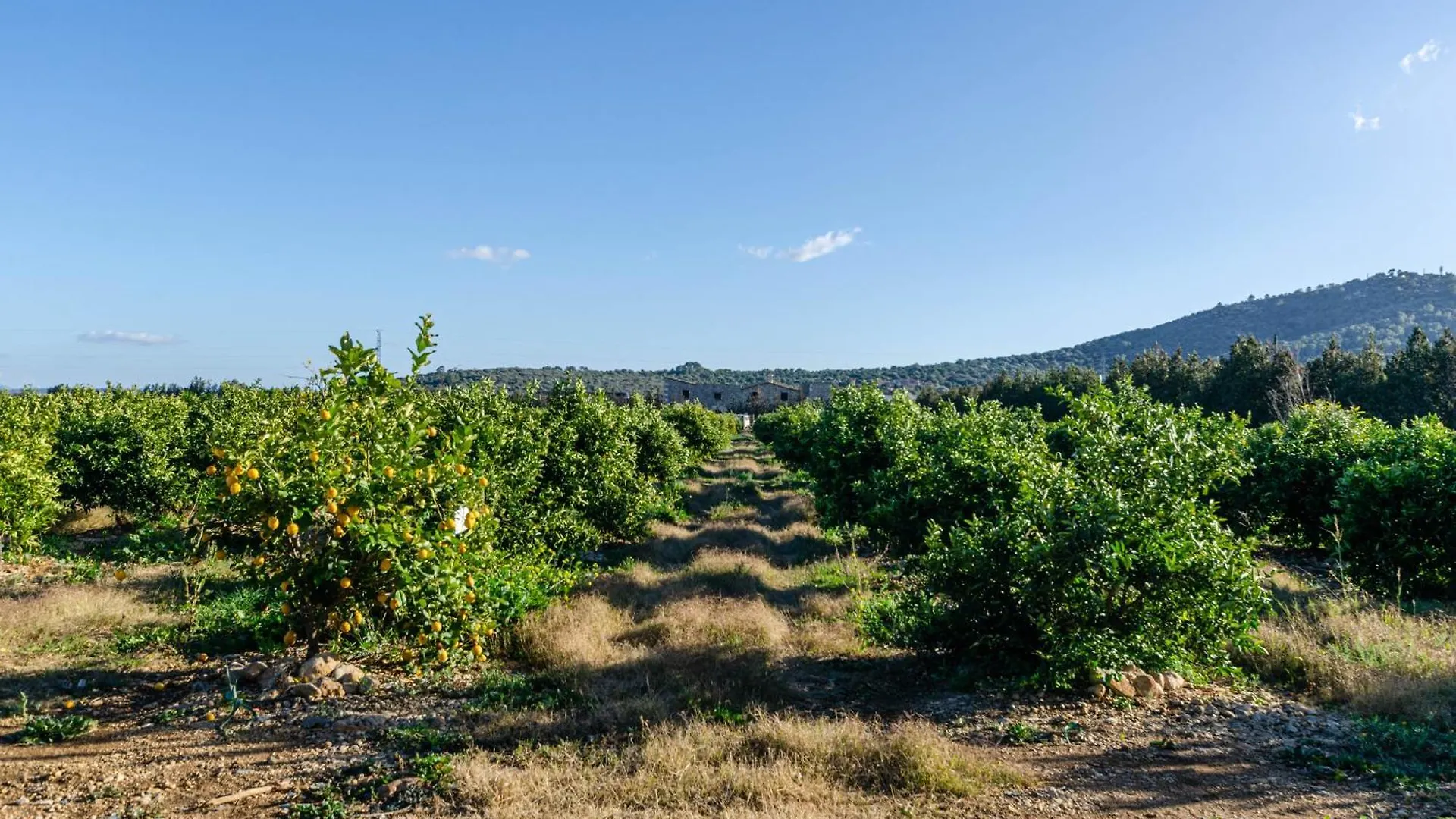 Διαμέρισμα El Limonar De Mallorca - Agroturismo Ballerics
